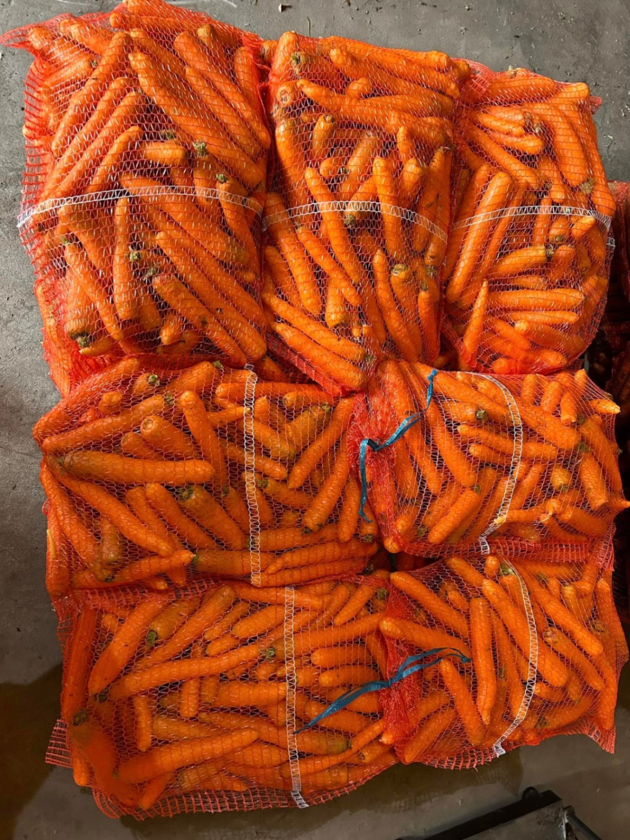 Gallery | Polish Carrot Farm & Packaging | CarrotsFromPoland.com